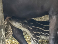 20170928 3115CPw [D~OS] Flachlandtapir (Tapirus terrestris), Zoo Osnabrück