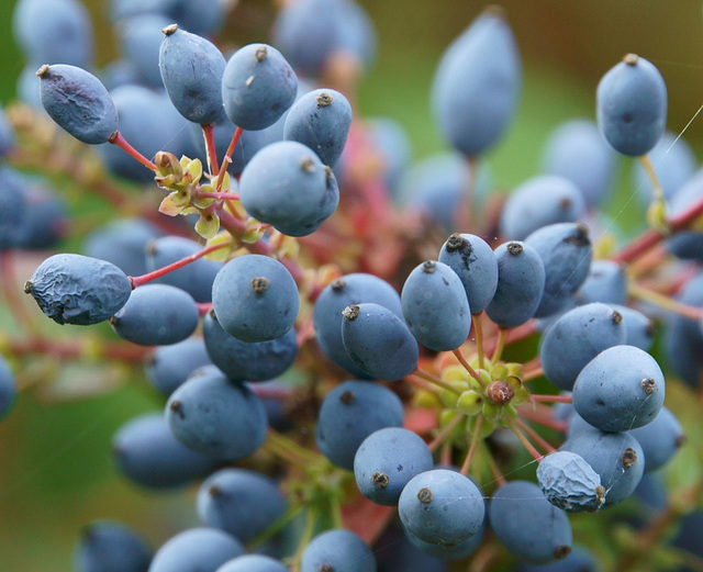 Mahonien-Beeren