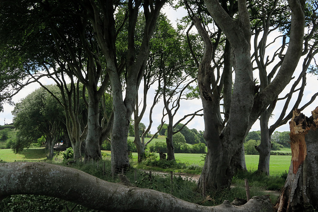 IMG 5260-001-Dark Hedges 2