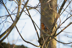 20.03.24 Rotkehlchen 2