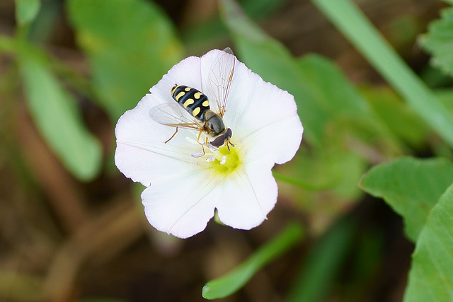 Mondfleck-Feldschwebfliege auf Ackerwinde