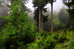 Pour lutter contre la canicule , cadeau cette forêt entourée d'un brouillard rafraîchissant .