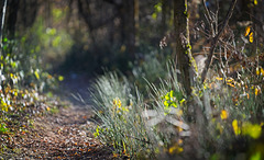 Meine Wege aus dem Walde aus der Bodenperspektive gesehen:)) My paths out of the forest seen from the ground perspective:)) Mes chemins hors de la forêt vus du point de vue du sol :))