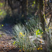 Meine Wege aus dem Walde aus der Bodenperspektive gesehen:)) My paths out of the forest seen from the ground perspective:)) Mes chemins hors de la forêt vus du point de vue du sol :))