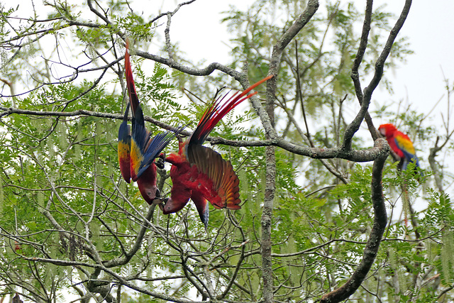 Fighting Macaws