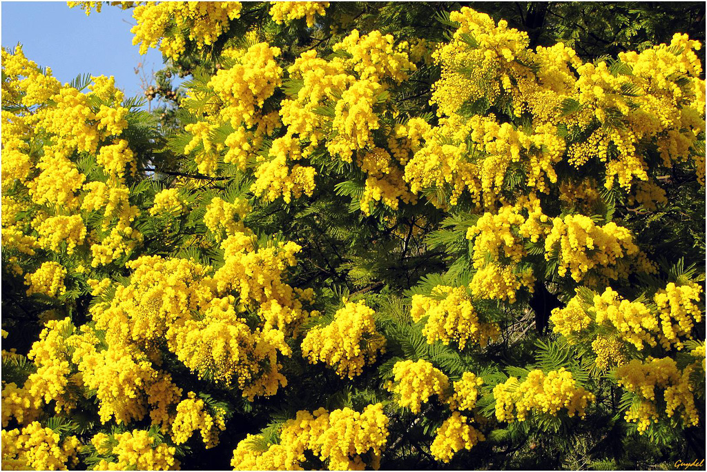 La Saison du Mimosa bat son plein ...