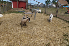 Goats on the farm