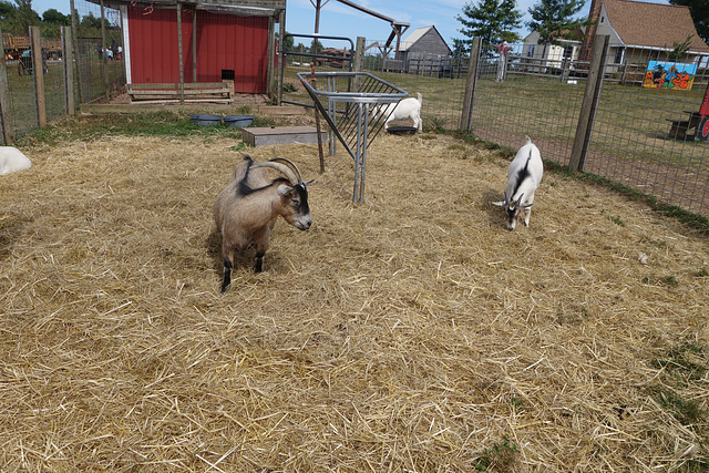 Goats on the farm