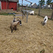 Goats on the farm