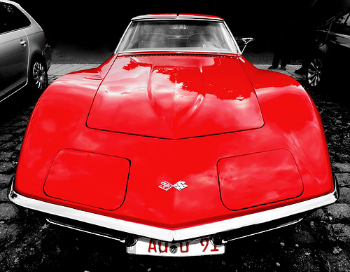 stingray