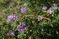 Medicago sativa, Canada L1010200