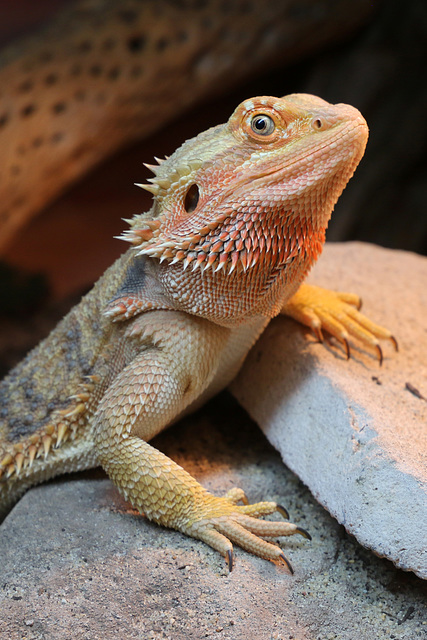 Bearded dragon (Explored)