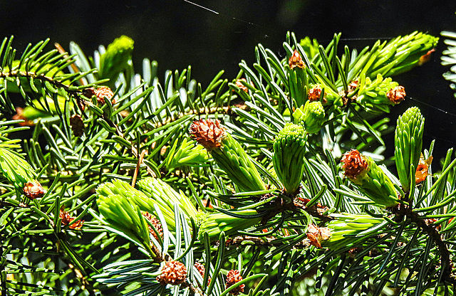 20240502 0066CPw [D~LIP] Serbische Fichte (Picea omorika), BS