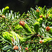 20240502 0066CPw [D~LIP] Serbische Fichte (Picea omorika), BS