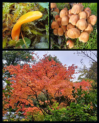 Autumn Colour in Ruyton XI Towns