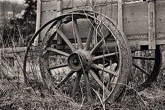 Decaying old travellers' cart. 1981