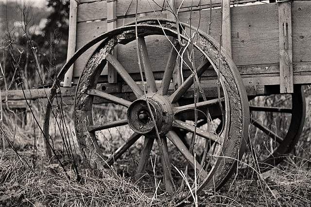 Decaying old travellers' cart. 1981