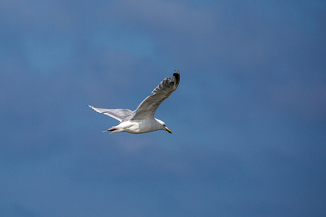 20140912 5244VRAw [NL] Möwe, Terschelling