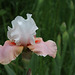Iris Sugar Magnolia