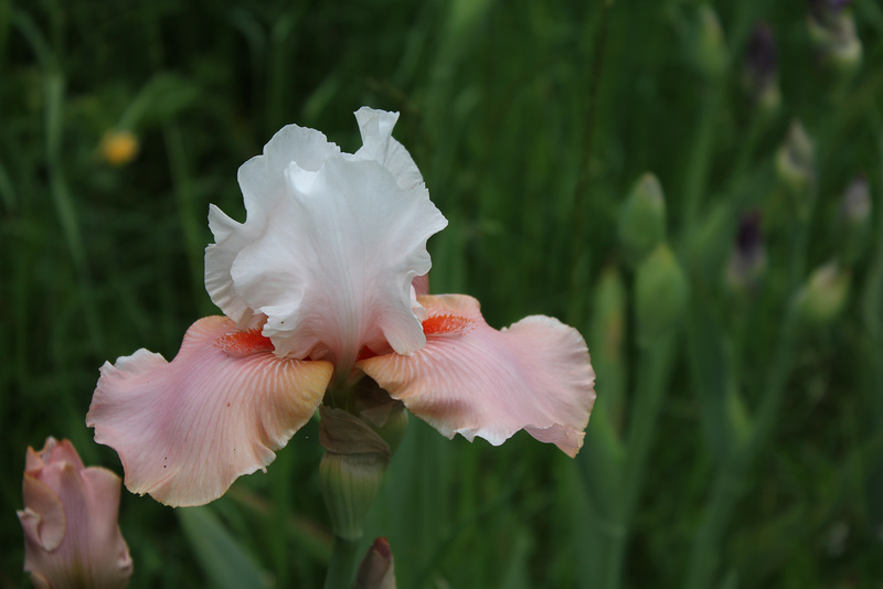 Iris Sugar Magnolia