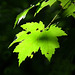 feuille d'érable / maple leaf