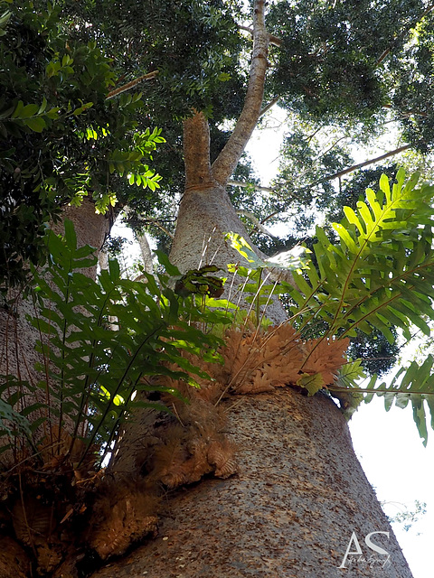 Australian Kauri pine, Royal Botanic Gardens of Peradeniya, Kandy