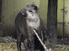 20170928 3117CPw [D~OS] Flachlandtapir (Tapirus terrestris), Zoo Osnabrück