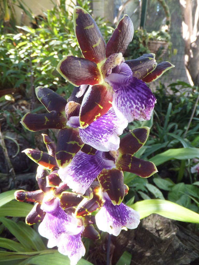 Zygopetalum Hybride.  ©UdoSm