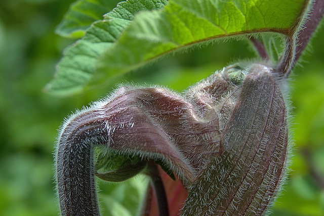 Purple and Hairy 2