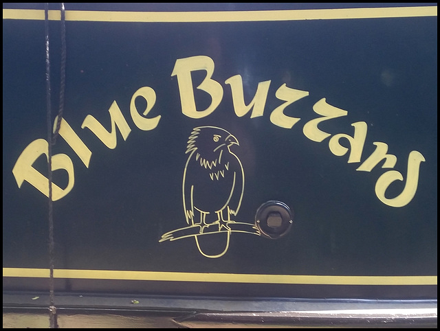 Blue Buzzard