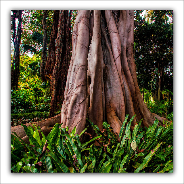 Jardín Botánico-I