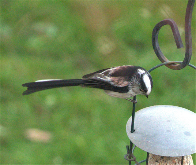 Long Tailed Tit