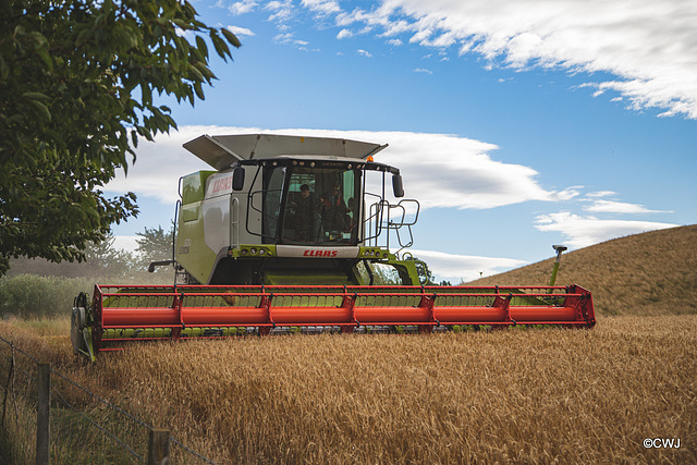 Bringing in the Barley
