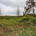 Verwildertes Gelände vom Wetterschacht Velau der ehem. Zeche Wiesche (Mülheim  an der Ruhr) / 2.04.2022