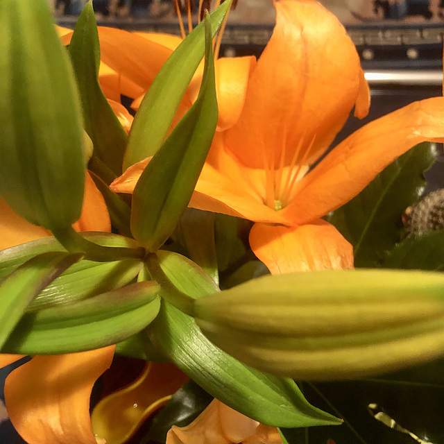 Orange Lilly.