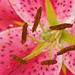 Asiatic lily close-up