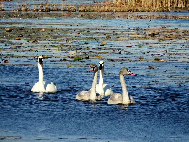 Tundra Swans