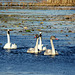 Tundra Swans