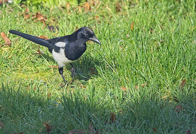 Magpie