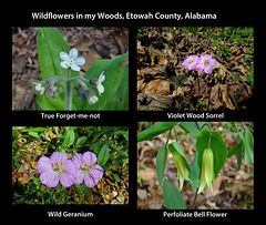 Wildflowers in my Woods