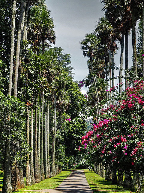 Sri Lanka tour - the third day, Royal Botanic Gardens of Peradeniya, Kandy