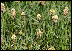 Carex caryophylla - praecox (1)