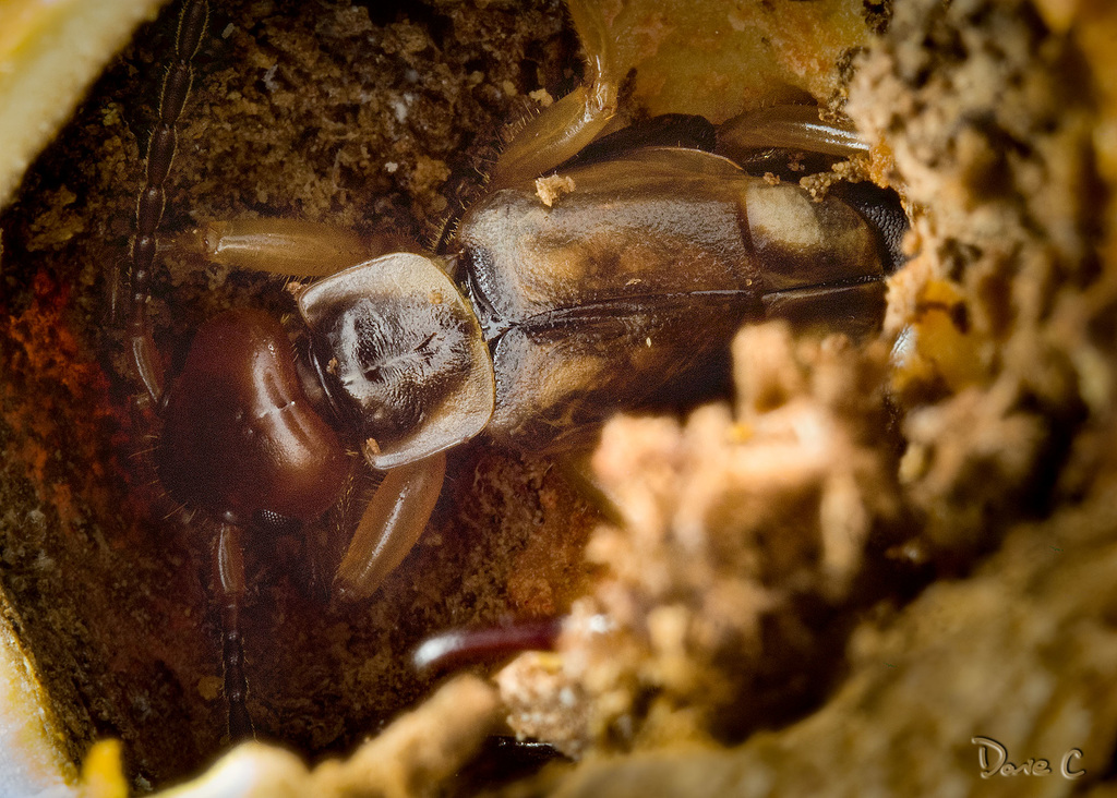 Home Is A Hazel Nut - The Final Image
