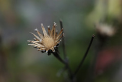 Hieracium umbellatum, Canada