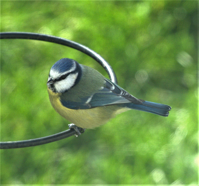 Blue Tit