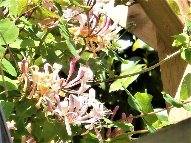 The honeysuckle is starting to smell beautiful