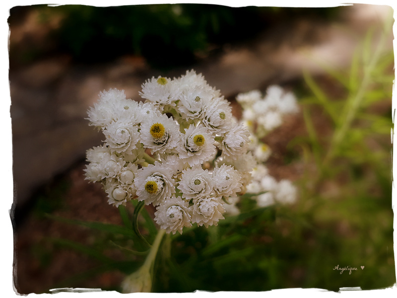 Anaphalis triplinervis.........Bonne semaine !