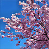 Cherry Blossom Special