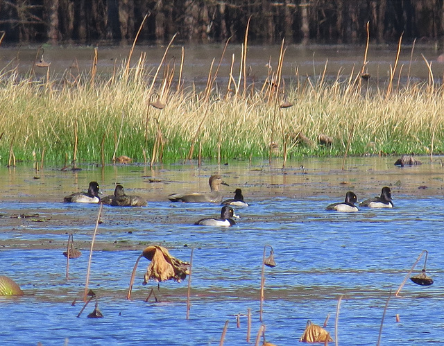 Ducks on Loakfoma Lake