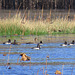 Ducks on Loakfoma Lake
